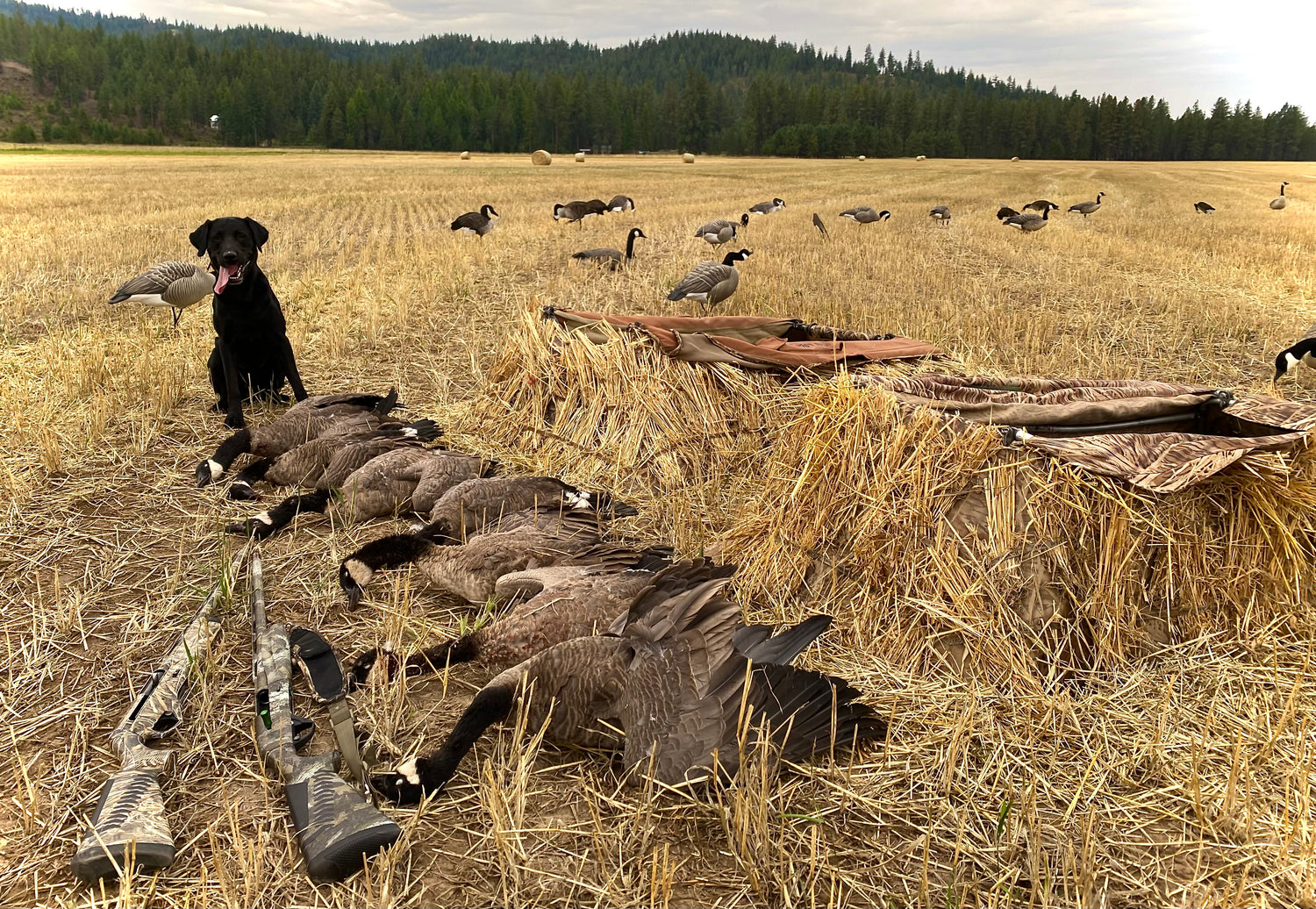 Black lab sits proudly behind row of canada geese and hunting rifles after bagging
