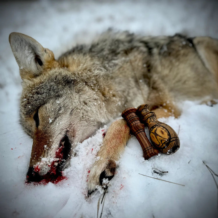 Dead Coyote Laying in Snow with Predator Calls