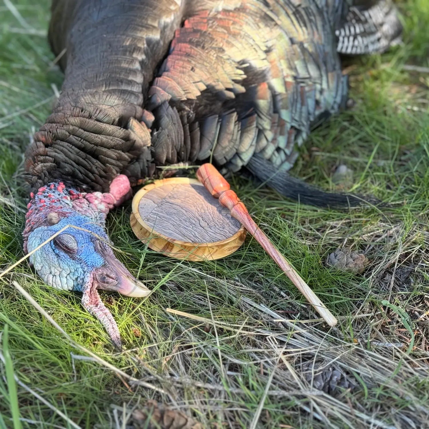 African Queen Jasper Yellow Cedar Burl Turkey Pot Call with Tulipwood Striker displayed in the field with trophy turkey