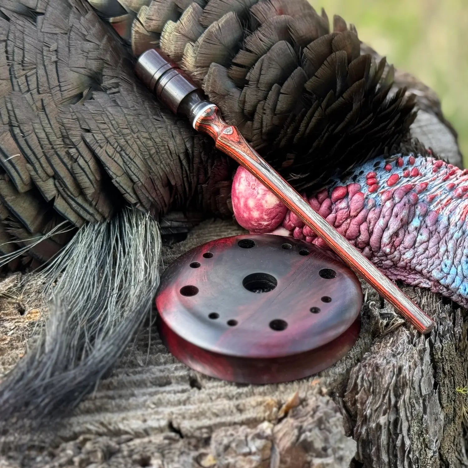 Bois de Rose Turkey Pot Call and Matching Striker with Royal Jacaranda Tip displayed on stump by trophy bearded drake