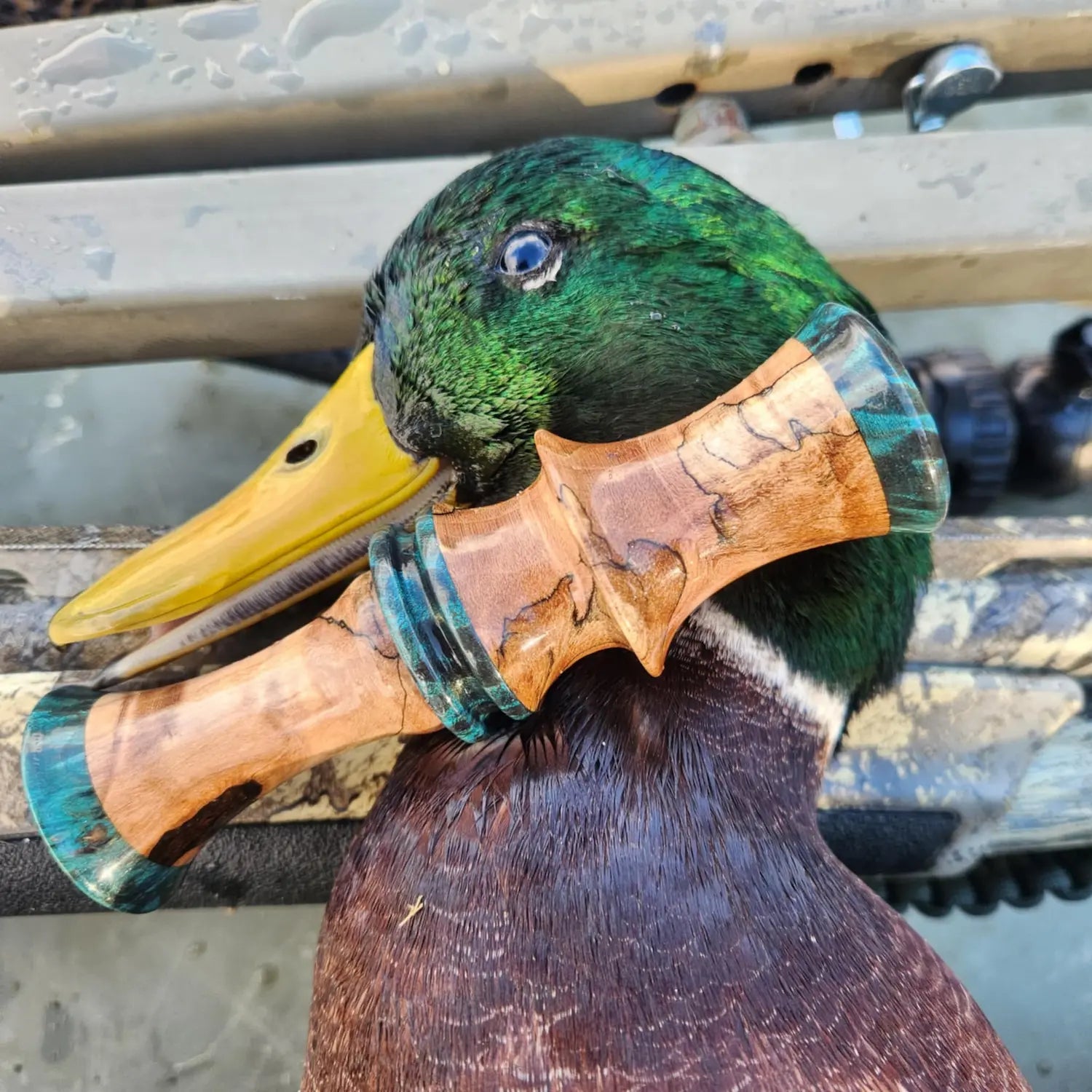 Mallard Drake and Spalted Maple Burl Duck Call
