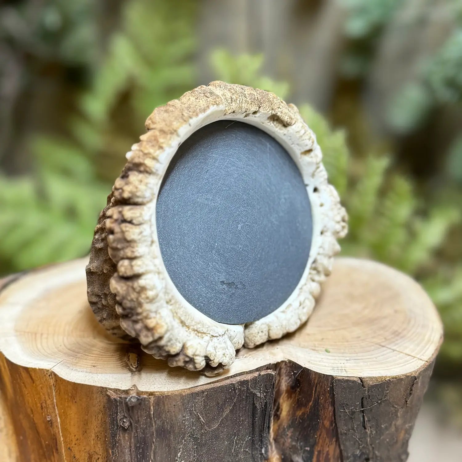 Elk antler burr with gray slate surface showing turkey purr pot