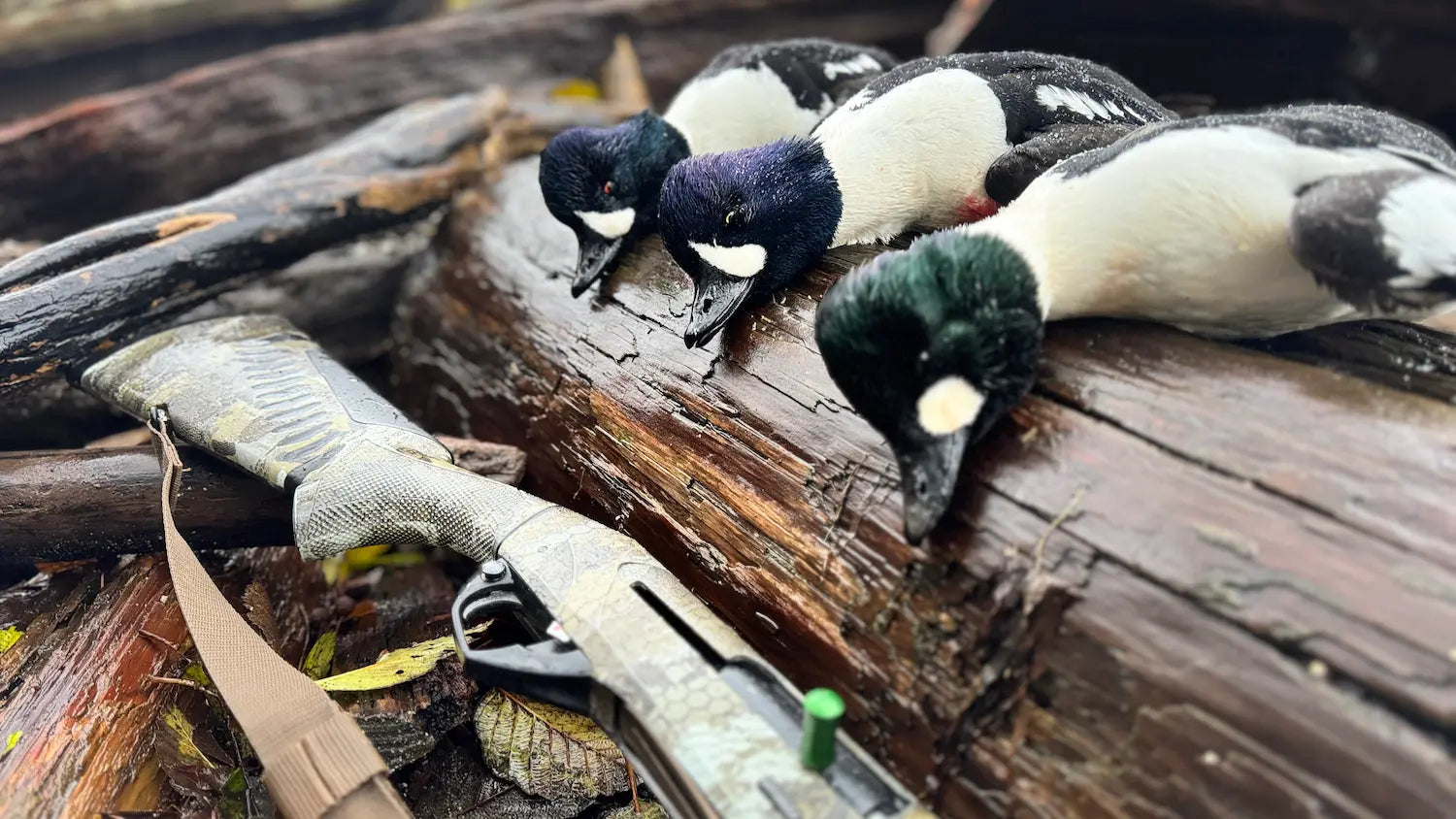 three types of goldeneye birds on log