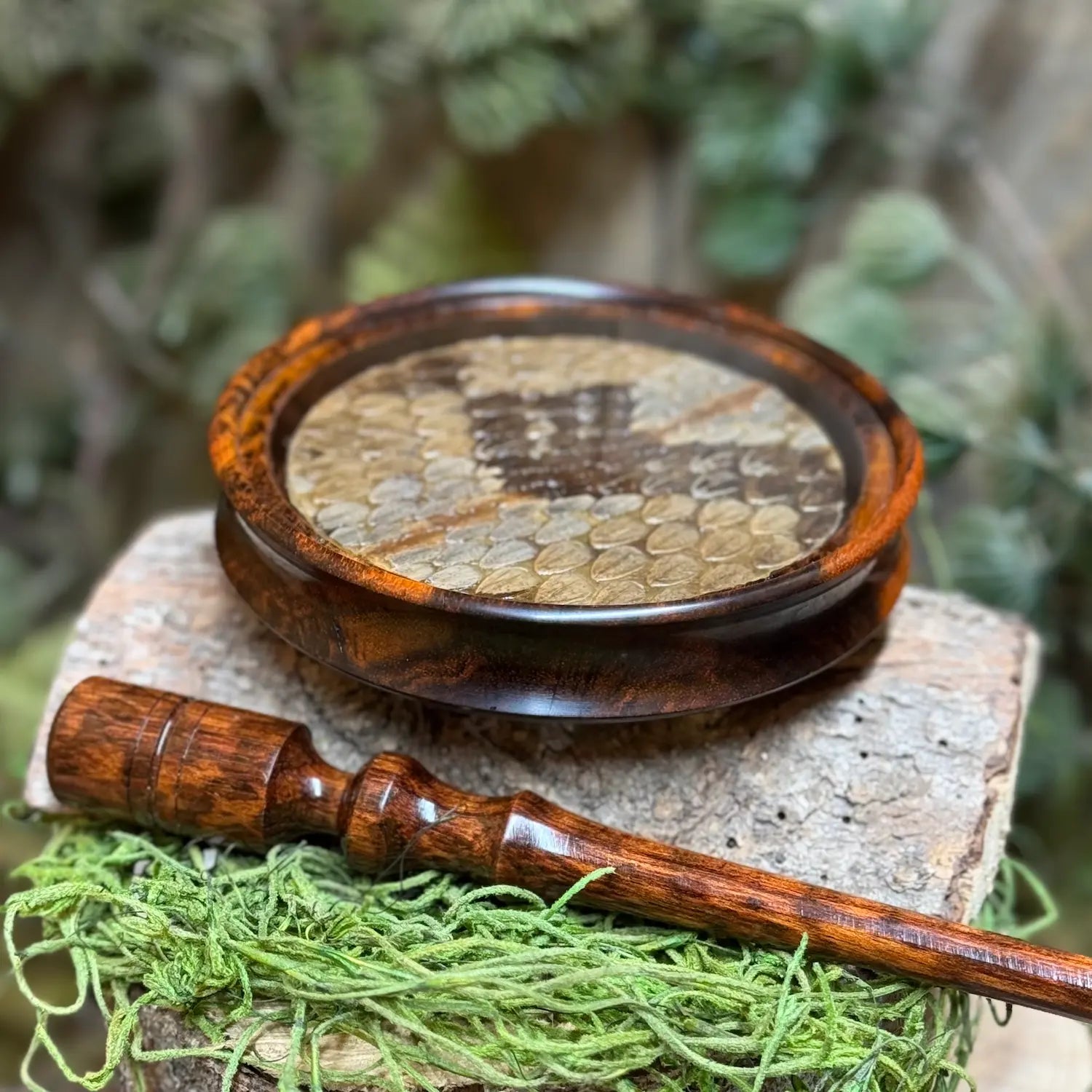 Snakewood pot call featuring genuine timber rattlesnake skin on an acrylic soundboard under glass set upright showing grooved profile for comfort grip. Gorgeous matching snakewood striker sits below.