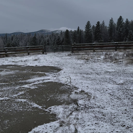 Video sound file demo of Whitetail Snort Wheeze