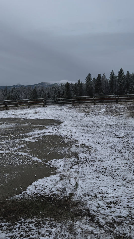 Video sound file demo of Whitetail Snort Wheeze